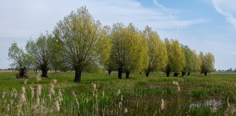Wiosenne  © Sieku Photo