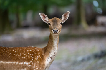 Eine Hirschkuh mit strengem Blick 