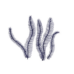 Seaweeds. Underwater plant isolated on white background. Coral reef element.