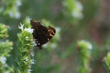 Schmetterling im Schatten 
