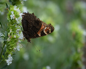 Tagpfauenauge aus der Nähe 