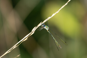 Kleinlibelle im Detail 
