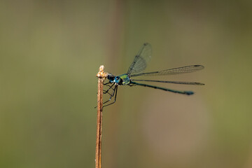Kleinlibelle in der Sonne 