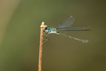 Libelle freigestellt im Wind 
