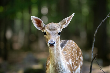 Babyhirsch schaut mich an 