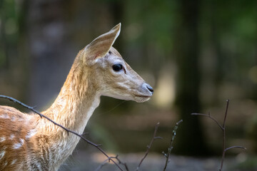 Hirschbaby im Seitenportrait 
