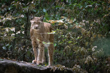 Luchs in seinem Versteck 