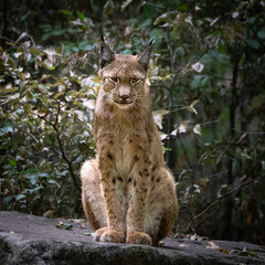 Luchs schaut mich an 