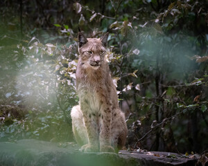 Luchs tief im Wald 