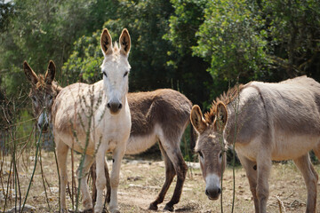 Naklejka na ściany i meble Three Spanish donkeys in the countryside of Menorca