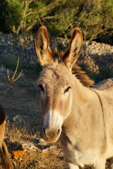 Portrait of a Spanish donkey in Menorca