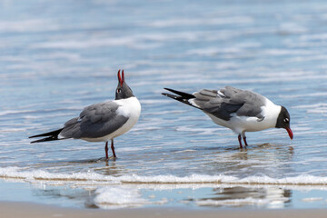 laughing gull