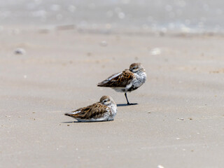 baby birds on the beach