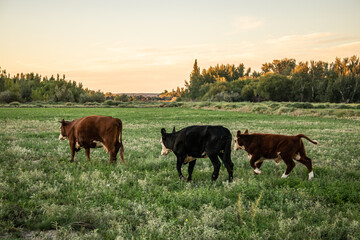 Vacas en el atardecer