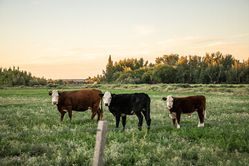Fototapeta na wymiar vacas en el atardecer