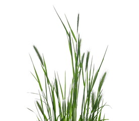 Green fresh sod grass isolated on white texture with clipping path