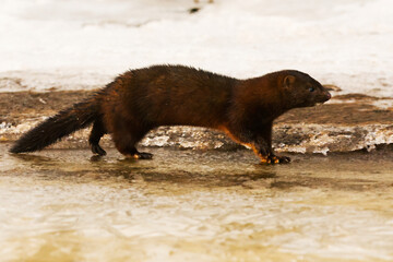 American mink (Neogale vison) running on the ice in early spring morning.