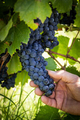 Cosecha de uvas / vendimia /viñedo