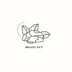 Line art Brazil nuts illustration
