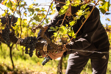 Cosecha de uvas / vendimia /viñedo