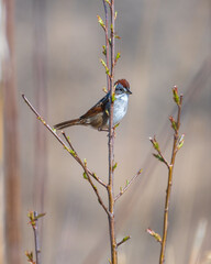 Swamp-sparrow Perched in Tree
