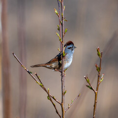 Swamp-sparrow Perched in Tree