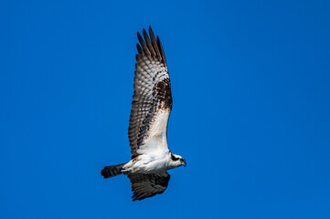 Osprey Flying Over Pond
