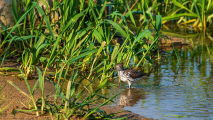 Spatted Sandpiper Foraging for Food