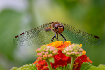Libelle auf einer Wandelröschen Blüte