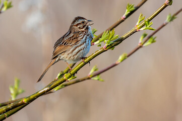 Clay-colored Sparrow Singing on Stem