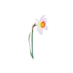 Watercolor daffodil isolated on transparent background, botanical illustration. Hand drawn.