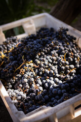 Cosecha de uvas / vendimia /viñedo