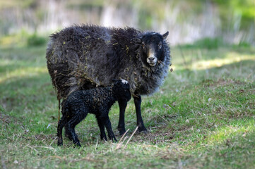Mała owieczka wraz z mamą tuż po porodzie na pastwisku. - obrazy, fototapety, plakaty