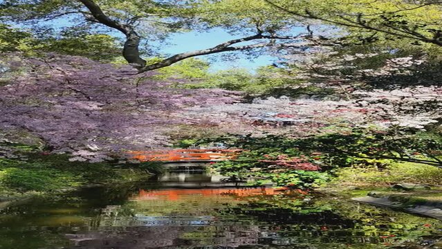 Cherry blossom trees in the forest