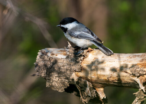 Black-capped Chickadee Perched on Branch