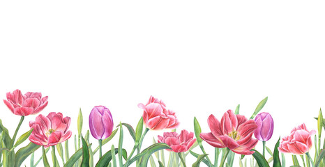Obraz na płótnie Canvas Floral seamless horizontal border with pink tulips isolated on transparent background. Panoramic spring illustration for fabric, textile, wrapping, banners, covers.
