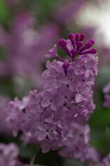 lilac flowers blooming in the garden 