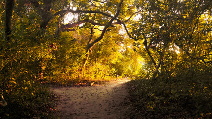 yellow woods, beautiful entrance