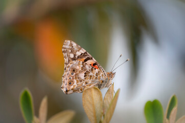 Butterfly seen from the side perched on some leaves