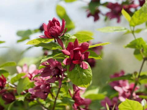 (Calycanthus floridus) Eastern sweetshrub or Carolina all spice shrub. Showy flowers with red purple to brown tepals along stems with dark green leaves   
