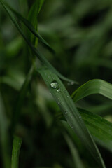 dew drops on the grass