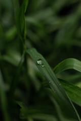 dew drops on the grass