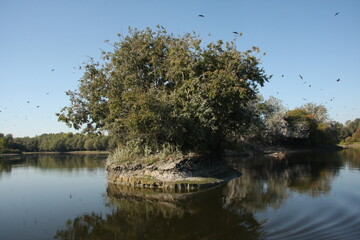 tree and the water