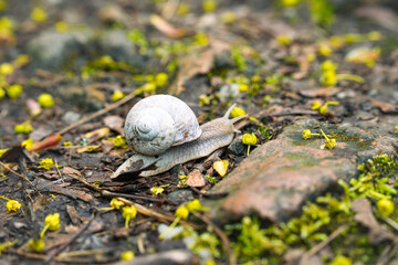 Eine Weinbergschnecke in freier Natur