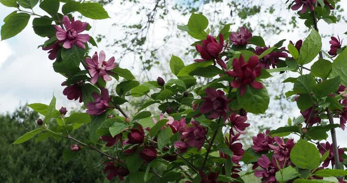 Carolina allspice or Calycanthus floridus. Shrub with attractive flowers dark red to maroon color on strong branching system wind resistant also useful as windbreak 

