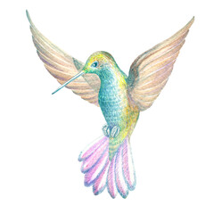 Watercolor illustration of a hummingbird in flight. A bird of paradise. Handmade work. Isolated.