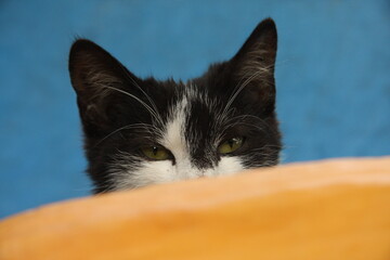 close up of a cat