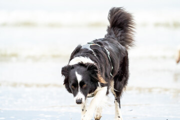 Border collie on the beach