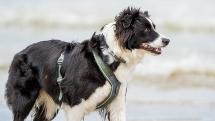 Border collie on the beach