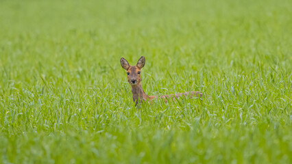 Deer